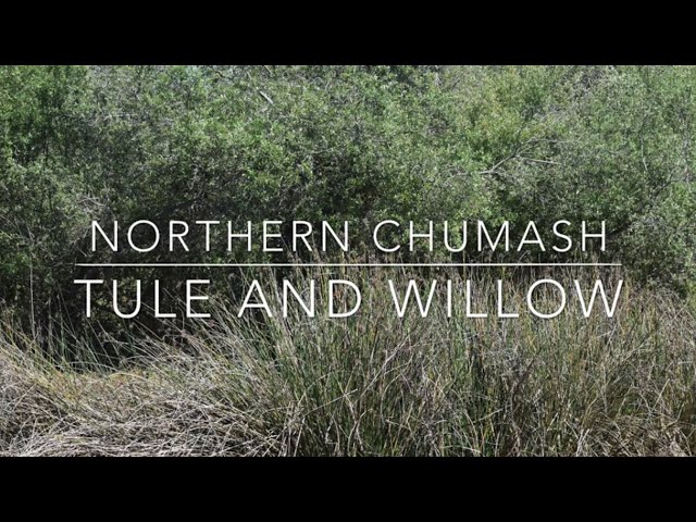 Episode 5: Chumash uses of Tule and Willow