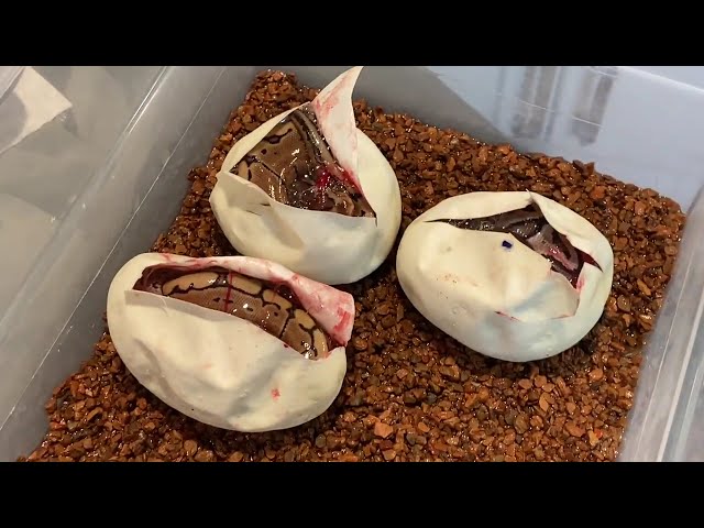 Ball Python Egg Cutting! Pairing Mojave, Het Monsoon X Pinstripe. Clutch #8 of 2026
