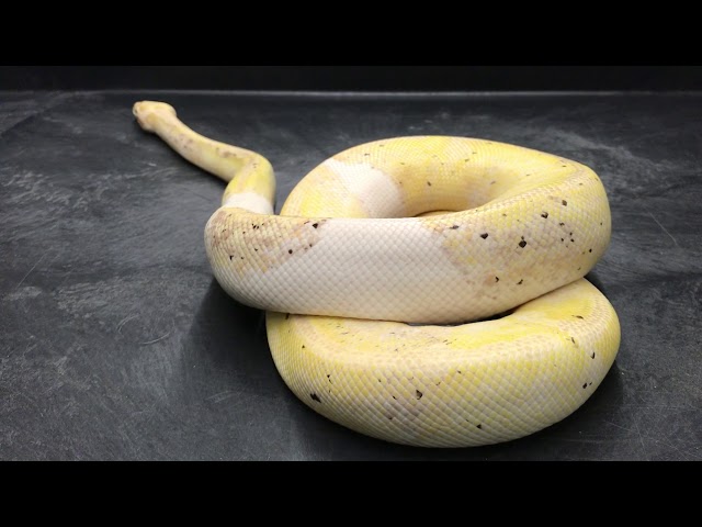Ball Python Morphs #9  Piebald Combos  Part 1