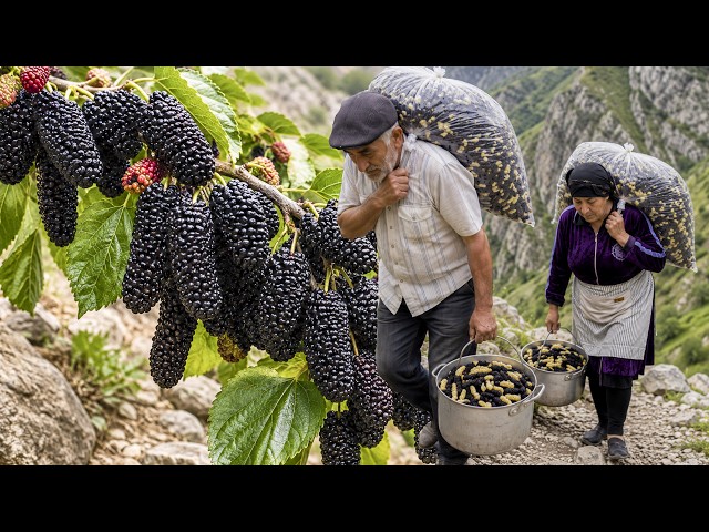 They Climbed Dangerous Mountains to Collect Rare Black Mulberries