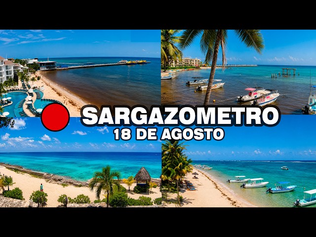 Playa del Carmen libre de Sargazo ? | SARGAZOMETRO 18 de Agosto