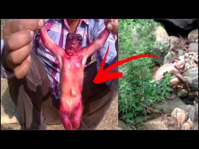 15 Duendes Reales Capturados Por Personas y En Video