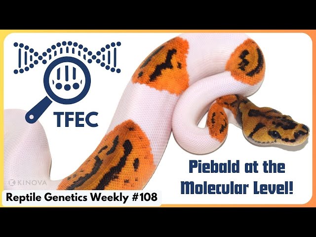 Piebald Ball Pythons: Under The Hood! - Reptile Genetics Weekly Ep 108