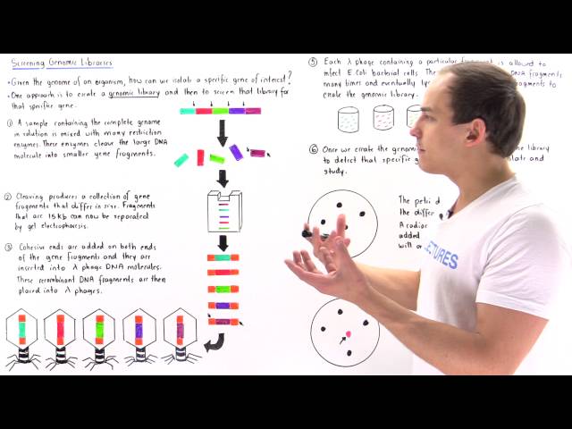 Building and Screening Genomic Libraries