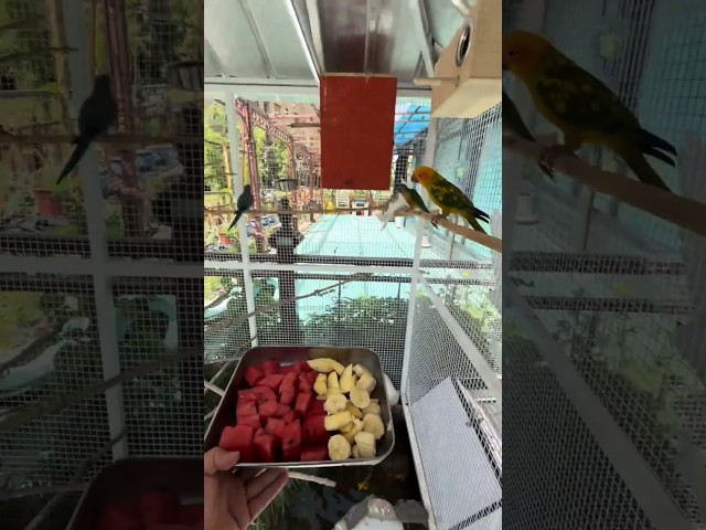 This owner has an enormous parrot cage. (Pet bird care) #parrot #birds #cute #parrots #pets #shorts