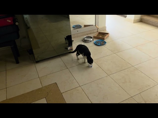 P002- Fluffy's Story