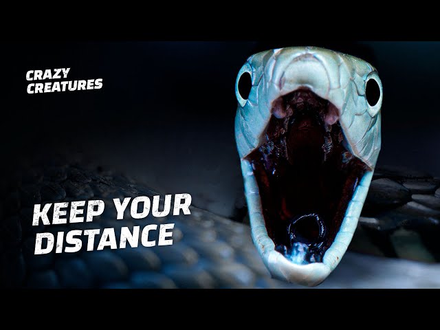 Why Black Mambas Are The Deadliest Snakes