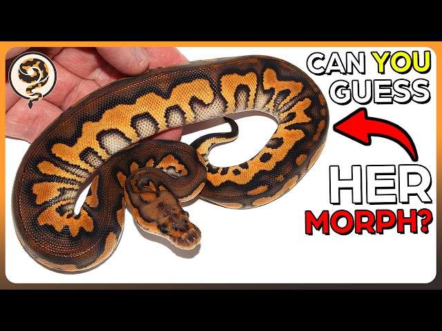 Let's Learn how to Identify Ball Python Genetics - July Edition!