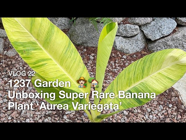 1237 Garden - VLOG 22 - Unboxing Super Rare Banana Plant ‘Aurea Variegata’