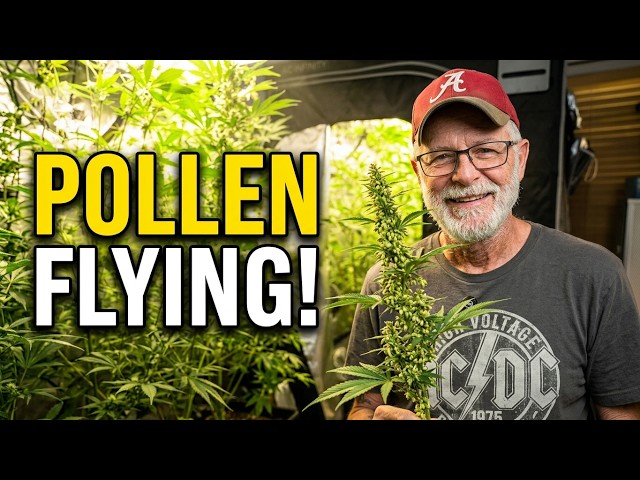 Breeding Tent Update:  The Pollen is Flying