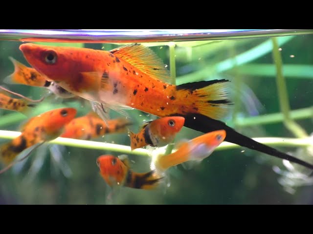 The Hidden World Of The Koi Swordtail Fish