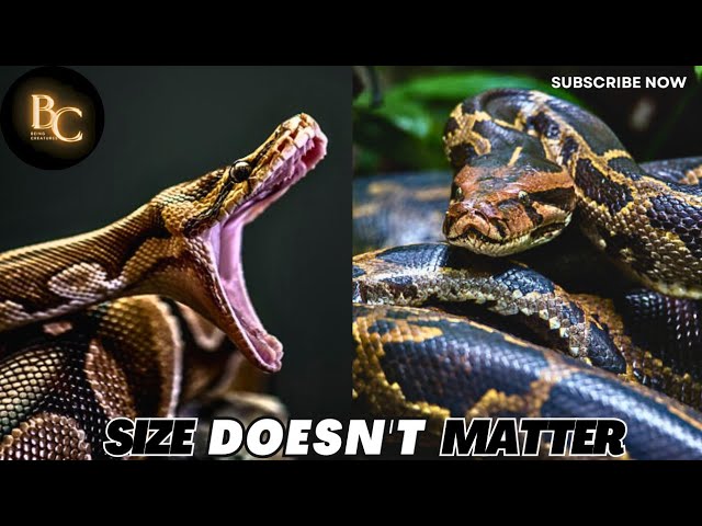 This Python Breaks Biology| Burmese Python