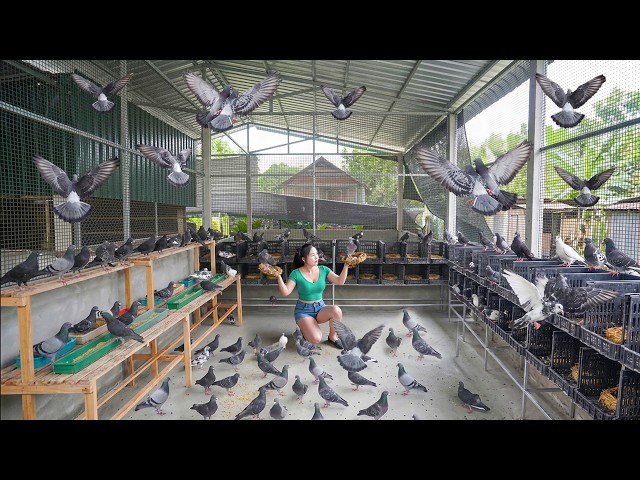 Building a Large Coop to Raise Many Pigeons; Journey To The New Location, Daily Farm