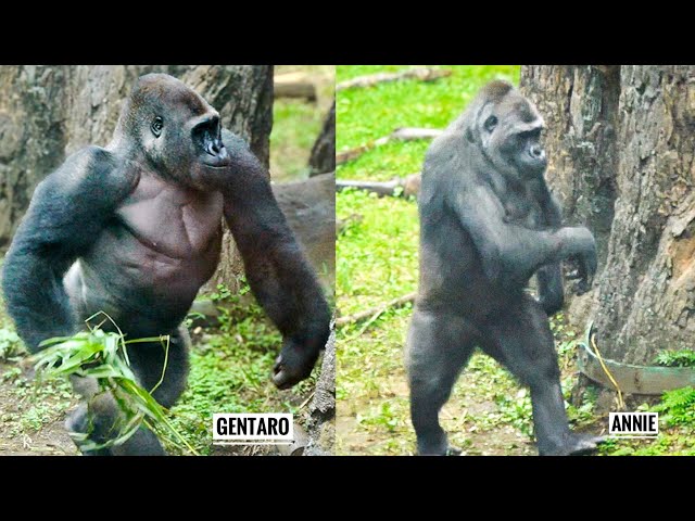 Young Gorillas Running Upright | Gentaro & Annie Lately | Ueno Zoo
