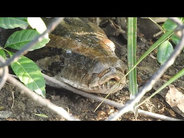 Burmese python hiding near road side😬