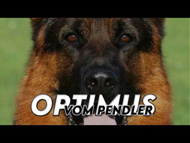 SG1 OPTIMUS VOM PENDLER || GERMAN SHEPHERDS