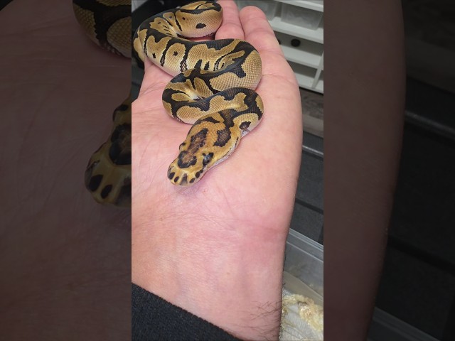 1.0 Clown poss dh UltraPied #joinreptiles #pythonregius #ballpython #royalpythons #exotics #pets