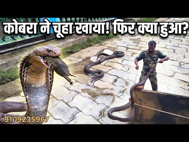  कमरे में अगर कैद नहीं होता तो कोई इस पर यकीन नहीं करता#snake #cobra #cobra 