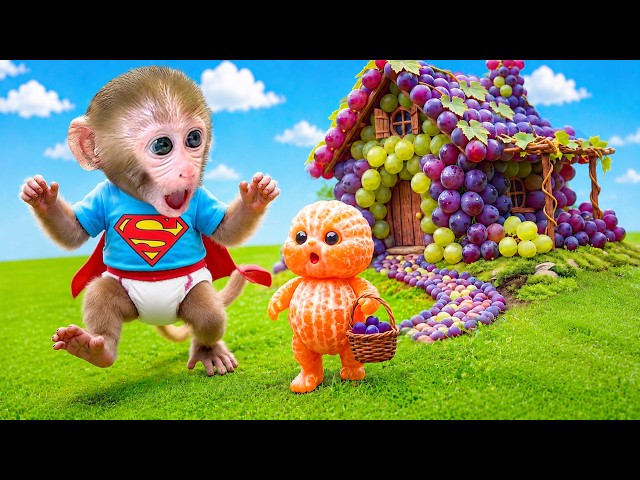 Monyet Bon Bon Imut Membangun Rumah Indah dari Anggur Raksasa dan Mengajak Baby Orange Berkunjung