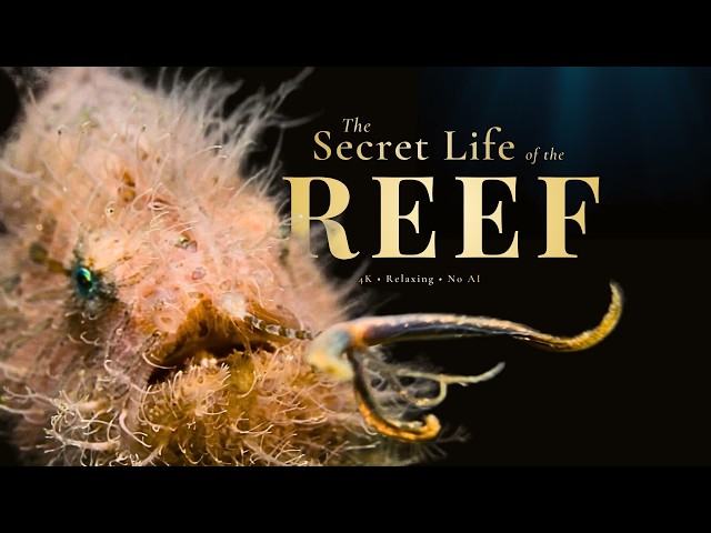 The Coral Triangle | A World Beneath the Surface (4K)