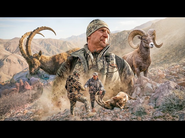 Trophy hunting in Iran 3 Persian ibex and Isfahan mouflon! #hunting