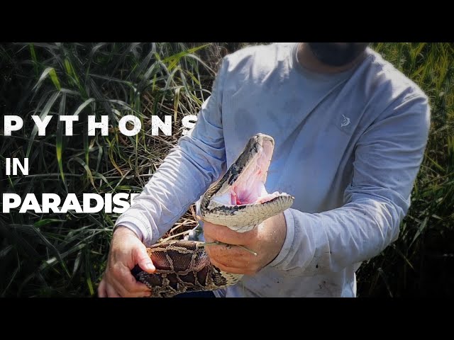 Burmese Pythons in Paradise: GEER Presentation