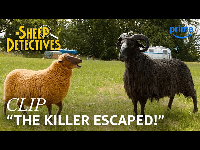 Lily & the Other Sheep Begin Their Muder Investigation | The Sheep Detectives | Clip | Prime Video