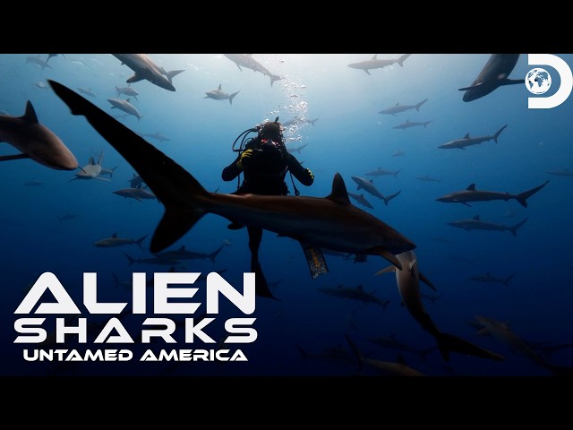 Diving With THOUSANDS Of Sharks!? | Alien Sharks: Untamed America | Shark Week