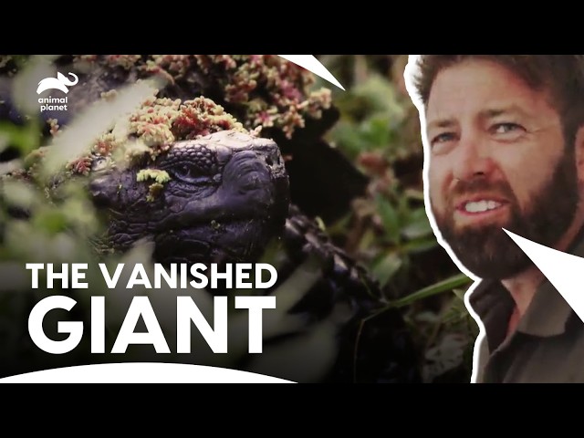 An Unseen Giant Crawls Back From Extinction! | Extinct or Alive S2 E5 | Animal Planet India