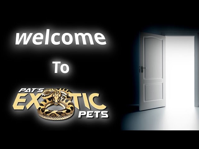 Who is Pat's Exotic Pets?