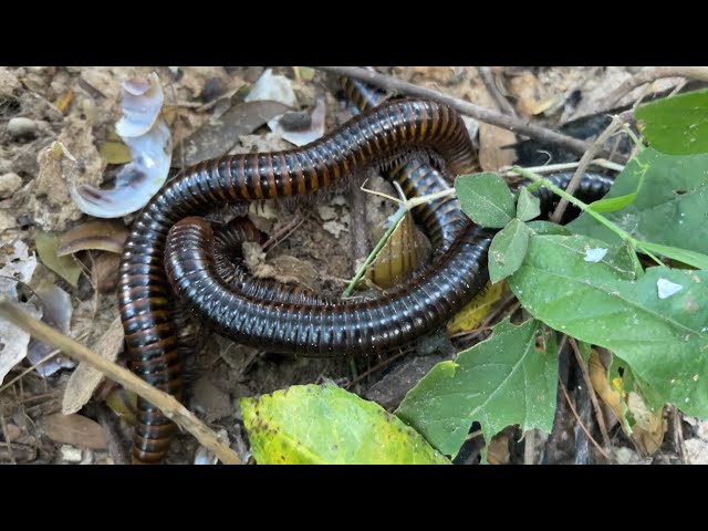 The strange activities of giant millipedes #millipede