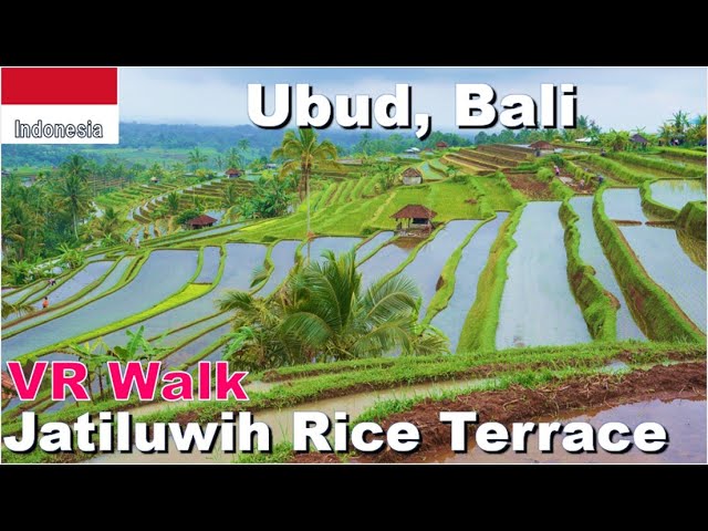 [4k 360 VR] Vasty Jatiluwih Rice Terrace 2 in Bali, Indonesia（バリ島のジャティルイ・ライステラスでVR360散歩）