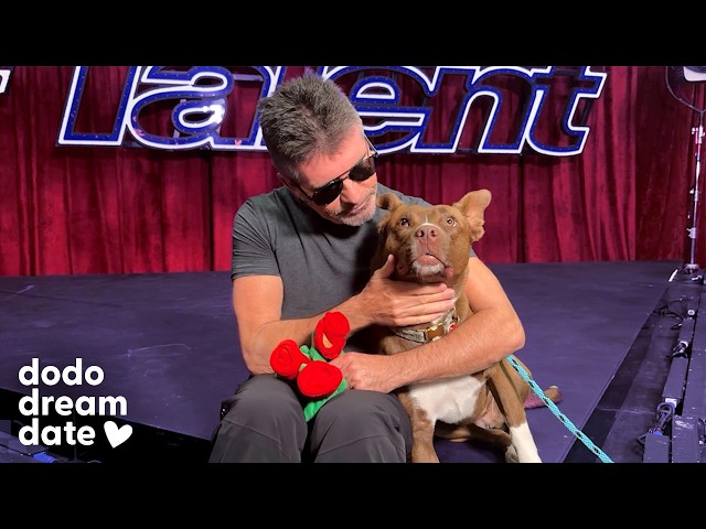 Simon Cowell Takes A Rescue Pittie Around the Set Of America’s Got Talent | The Dodo