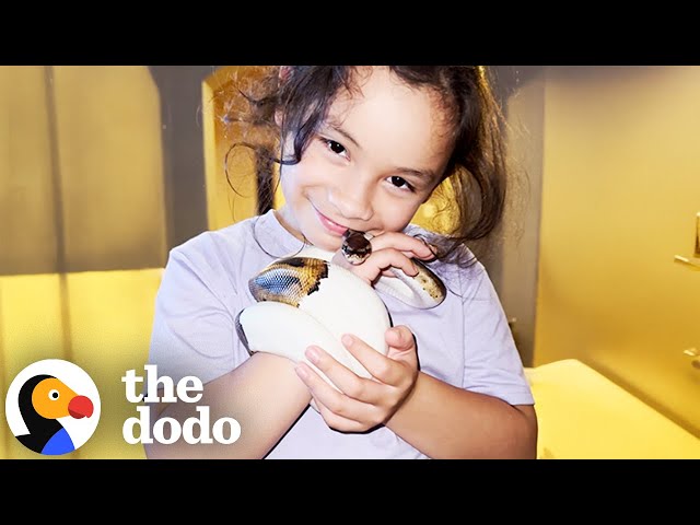 Ball Python Just Wants To Be With His Human Sister | The Dodo