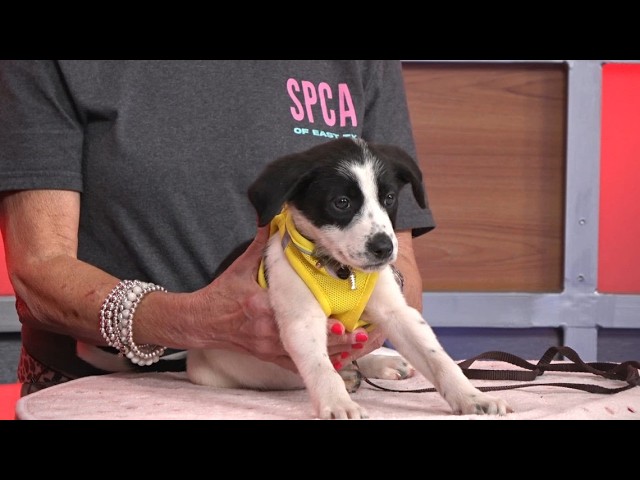 TUESDAY TAILS: Meet Corriente from the SPCA of East Texas