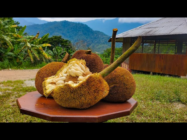 Marang Fruit Tree Showcase!