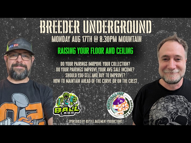Raise Your Floor & Ceiling: Becoming a Better Ball Python Breeder