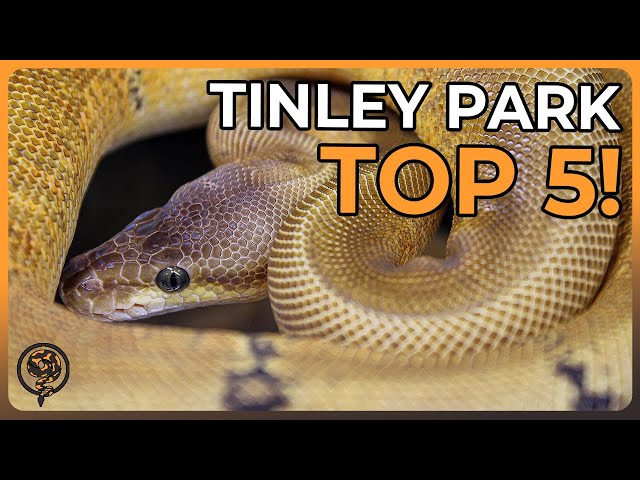 These are the TOP 5 Ball Pythons at NARBC Tinley Park March 2024!