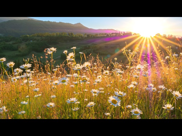 Sunrise forest Wilderness, Relaxing Music, Peaceful Soothing Instrumental Music by Tim Janis