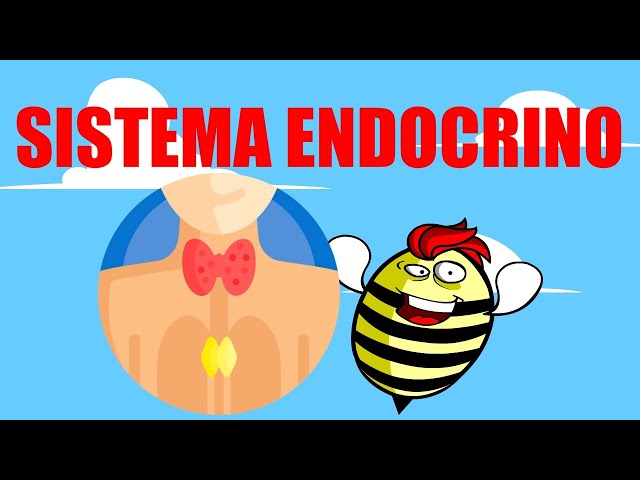 🟥ENDOCRINE SYSTEM 💚EASILY EXPLAINED🧠GLANDS AND HORMONES🟥