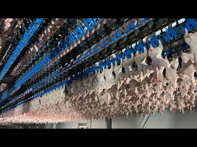 100,000 Chickens a Day + More! CRAZY Korean Food Factories You Must See! 하루 치킨 10만개 생산 한국 초대형 음식 공장들