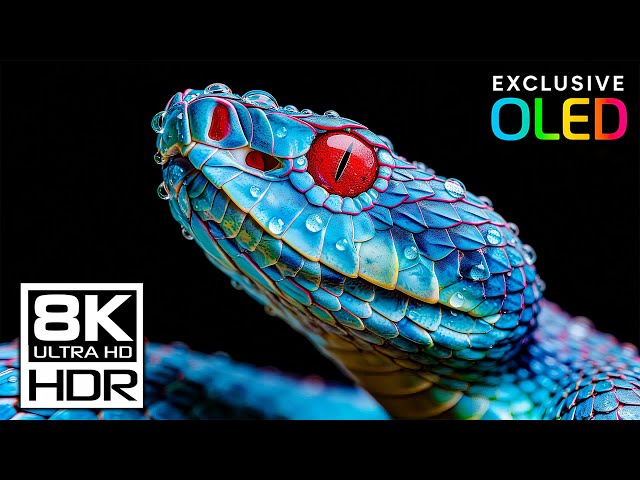 8K HDR Dolby Vision Pure Quality | Ultra HD Demo Cinematic Visual Masterpiece