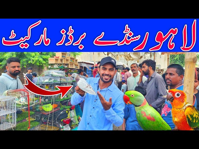 Lahore Sunday birds market New update #lahorientertainmentchannel ##birds #birdsmarket #parrot #pets