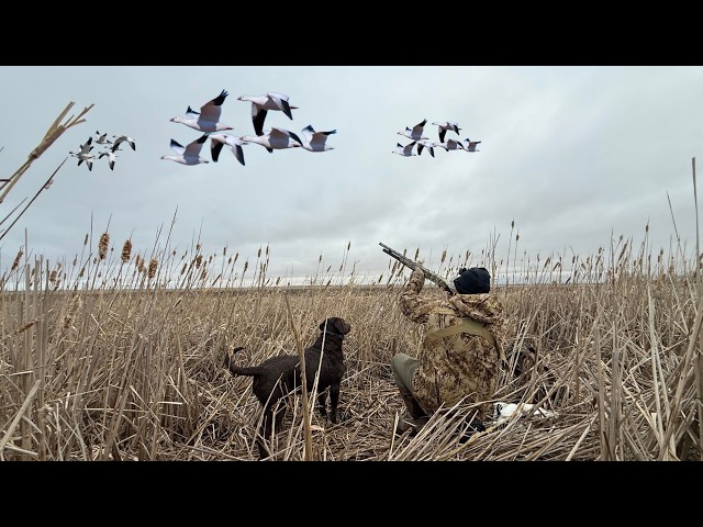Pass Shooting Snow Geese In High Winds!
