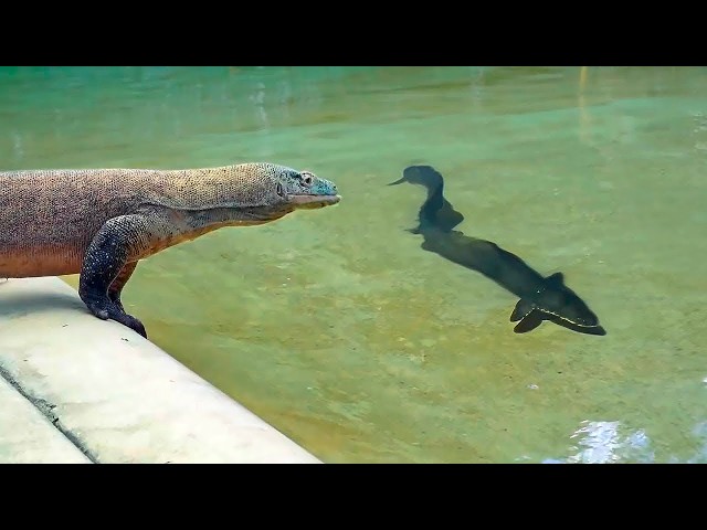 This Komodo Dragon Attacked the Wrong Prey and Paid Dearly for it!