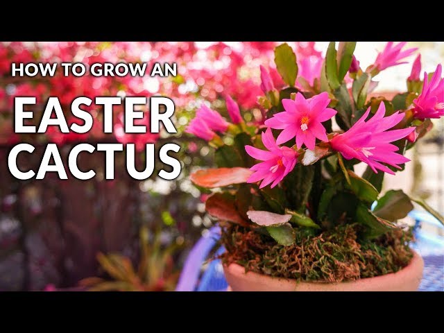 Tips For Growing An Easter Cactus (Spring Cactus) / Joy Us Garden
