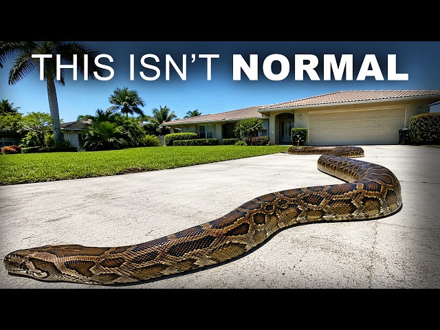 Pythons In Florida Are Getting Impossibly Big — And No One Can Explain Why