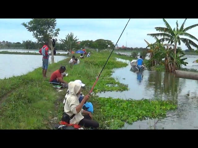 The thrilling pull!! It's causing a stir among the people fishing here
