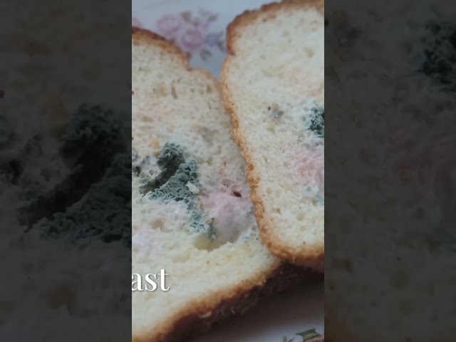 The Secret Life Of Fungus