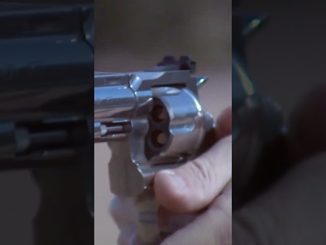 This the One they asked for the Most! #coltpython #yamilsued